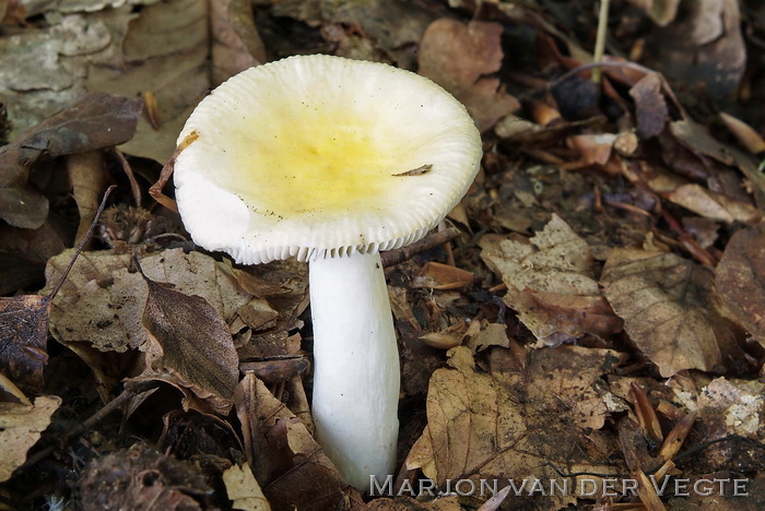 Zonnerussula - Russula solaris