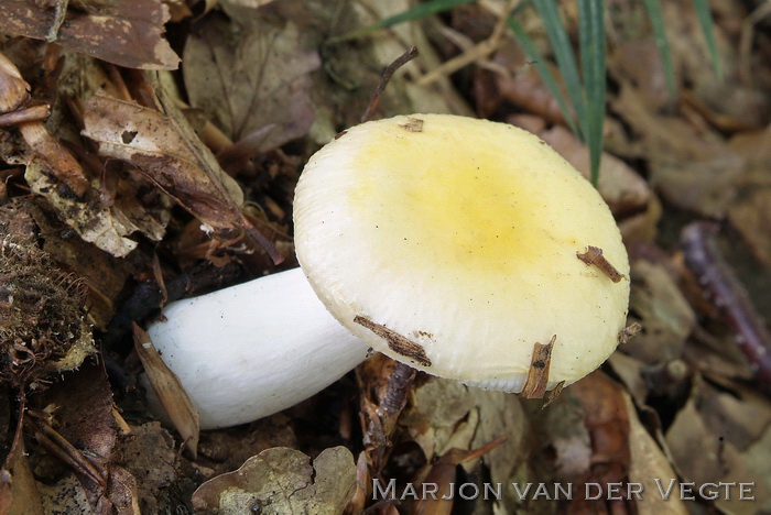 Zonnerussula - Russula solaris