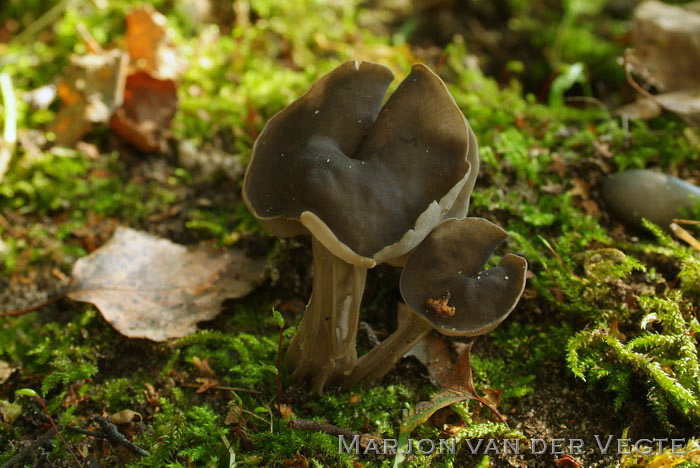 Zwarte kluifzwam - Helvella lacunosa