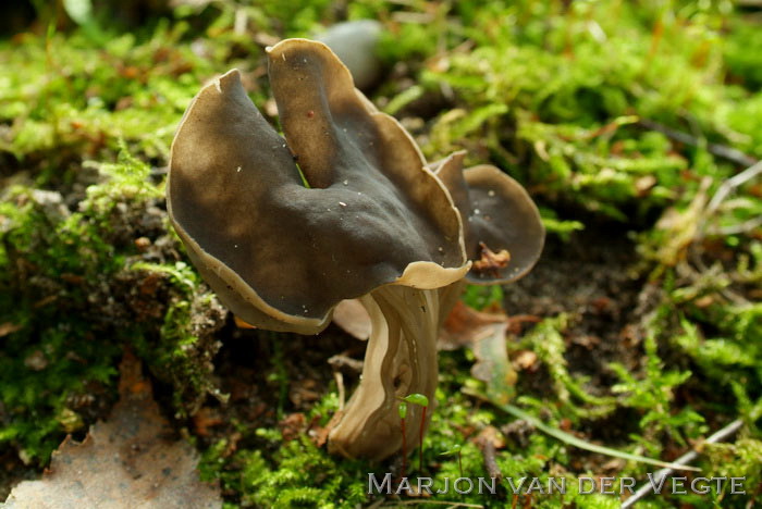 Zwarte kluifzwam - Helvella lacunosa