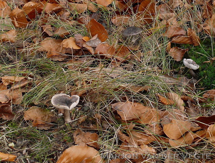 Zwartschubbige ridderzwam - Tricholoma atrosquamosum