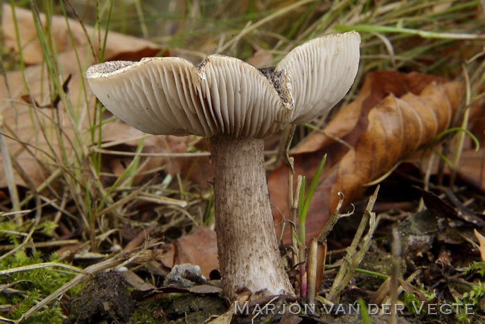 Zwartschubbige ridderzwam - Tricholoma atrosquamosum