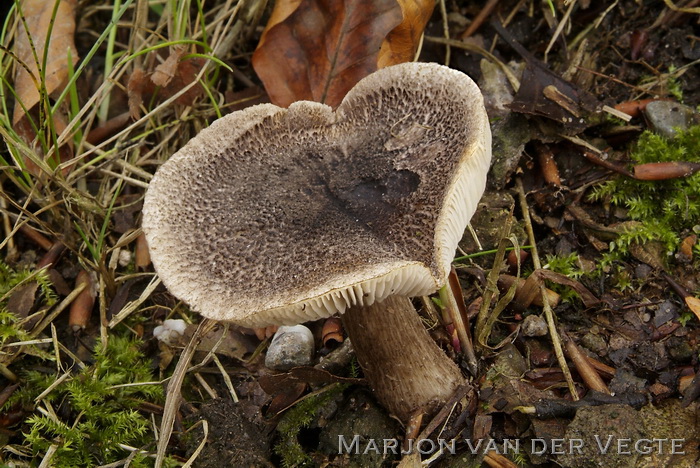 Zwartschubbige ridderzwam - Tricholoma atrosquamosum