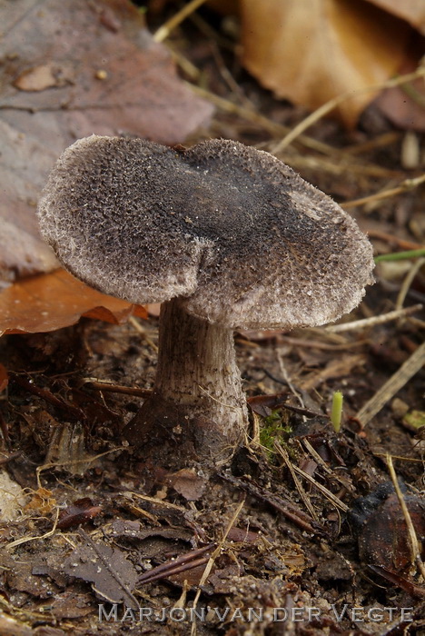 Zwartschubbige ridderzwam - Tricholoma atrosquamosum