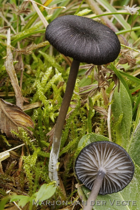 Zwartsneesatijnzwam - Entoloma serrulatum