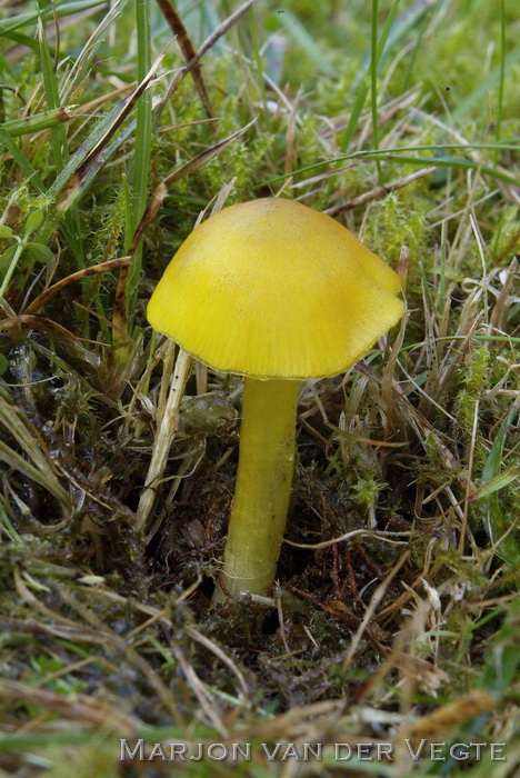 Zwartverkleurende wasplaat - Hygrocybe conica var. chloroides