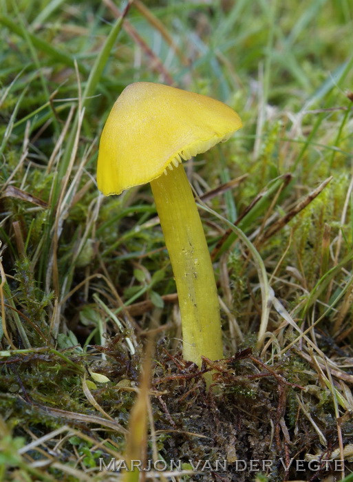 Zwartverkleurende wasplaat - Hygrocybe conica var. chloroides