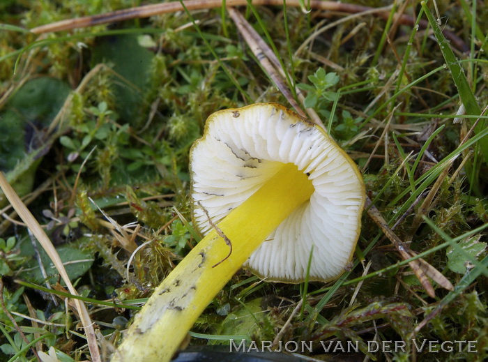 Zwartverkleurende wasplaat - Hygrocybe conica var. chloroides