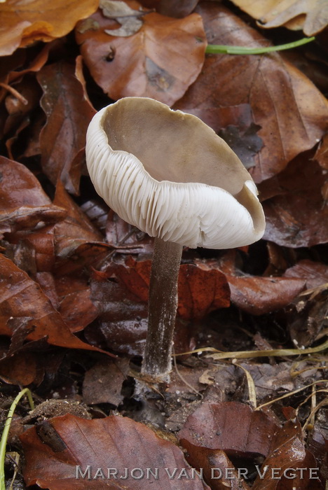 Zwartwitte veldridderzwam - Melanoleuca polioleuca var. langei