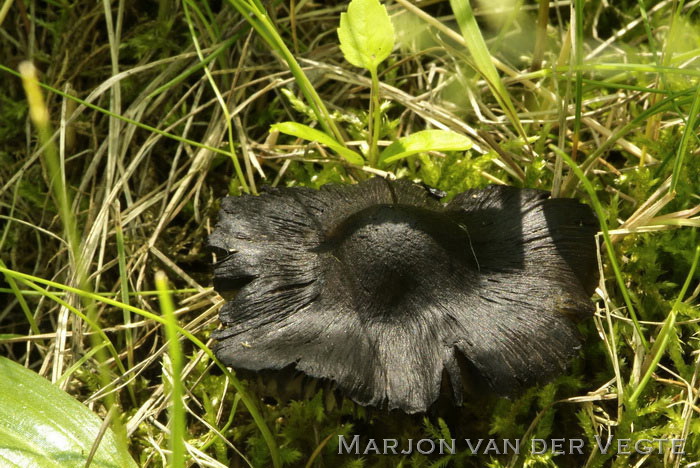 Zwartwordende wasplaat - Hygrocybe pseudoconica