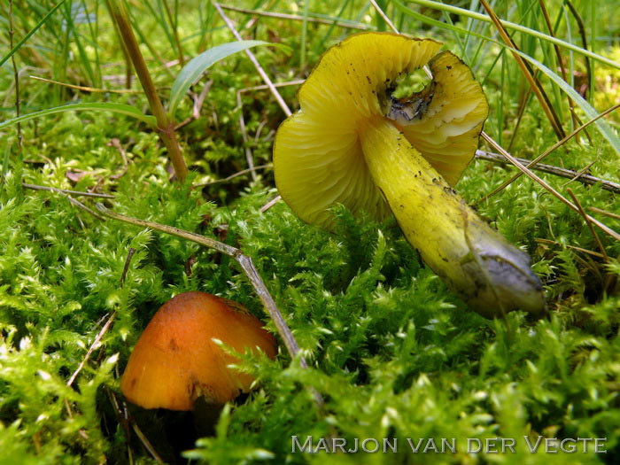 Zwartwordende wasplaat - Hygrocybe pseudoconica