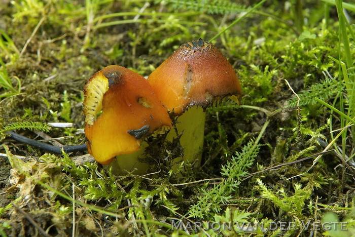 Zwartwordende wasplaat - Hygrocybe pseudoconica