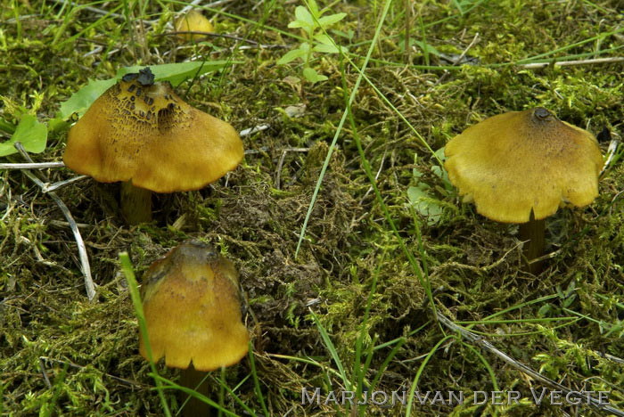 Zwartwordende wasplaat - Hygrocybe pseudoconica