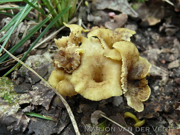 Zwartwordende cantharel - Cantharellus melanoxeros