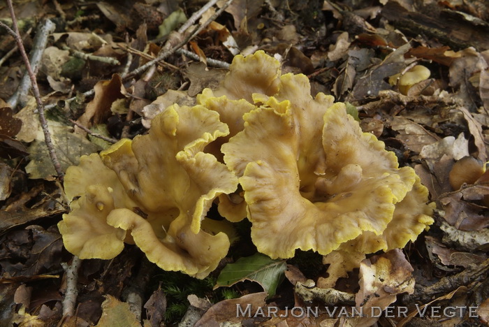 Zwartwordende cantharel - Cantharellus melanoxeros