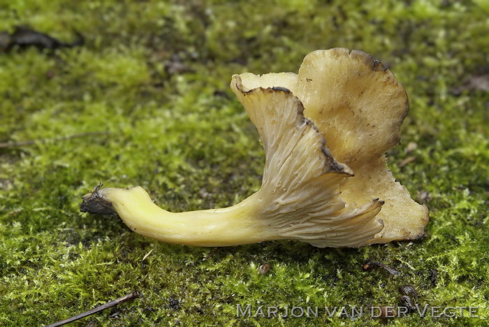 Zwartwordende cantharel - Cantharellus melanoxeros