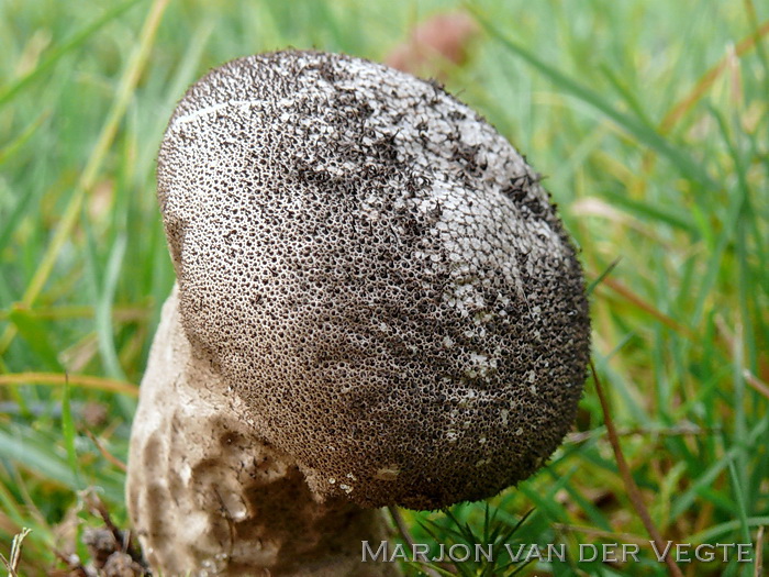 Zwartwordende stuifzwam - Lycoperdon nigrescens