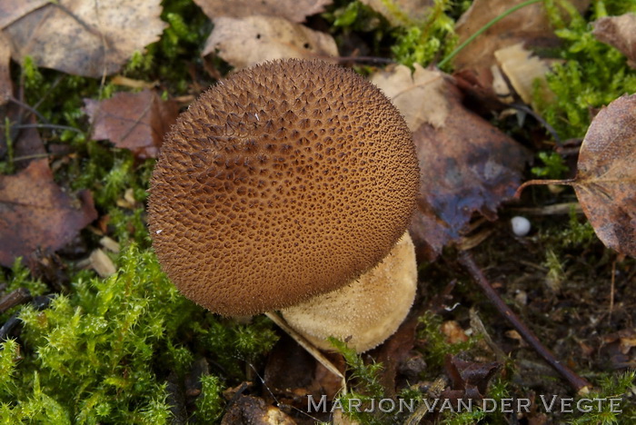 Zwartwordende stuifzwam - Lycoperdon nigrescens