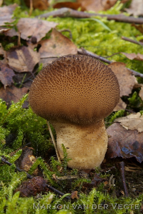 Zwartwordende stuifzwam - Lycoperdon nigrescens