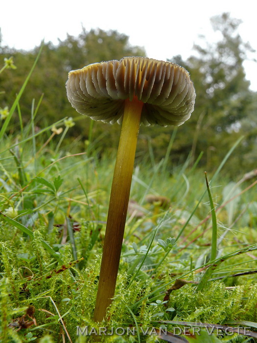 Zwartwordende wasplaat - Hygrocybe conica