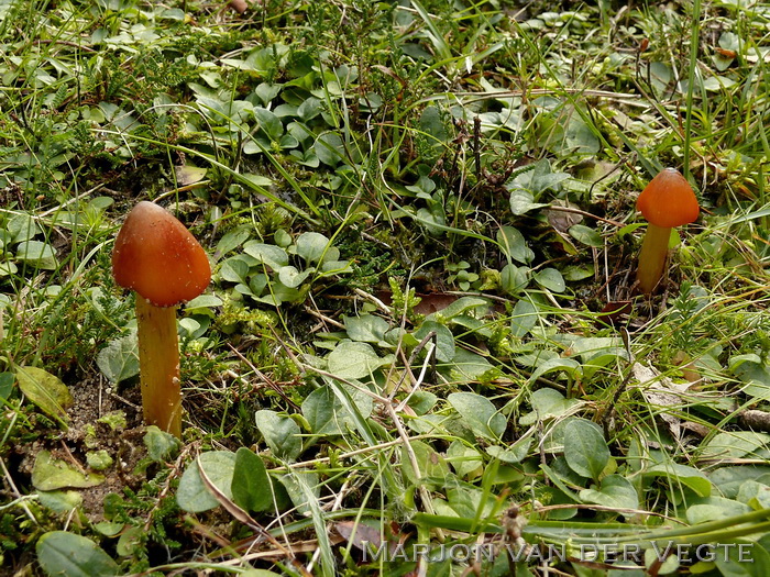 Zwartwordende wasplaat - Hygrocybe conica