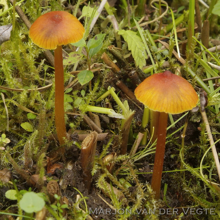 Moeraswasplaat - Hygrocybe conica car. conicopalustris