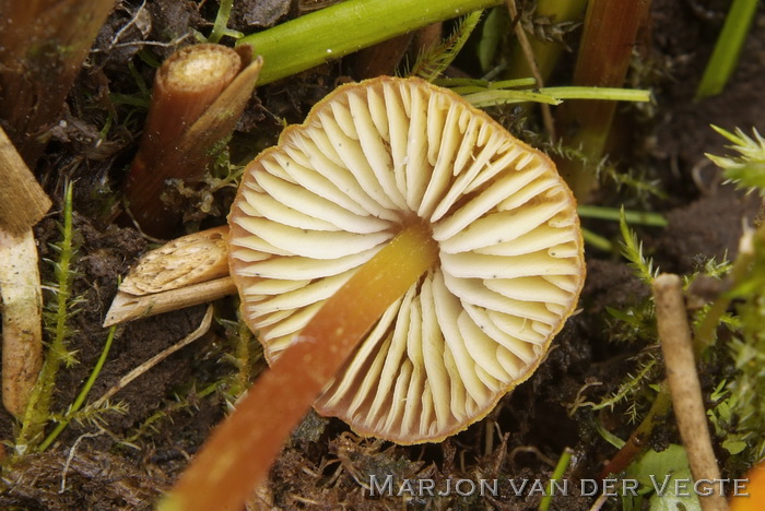 Moeraswasplaat - Hygrocybe conica car. conicopalustris