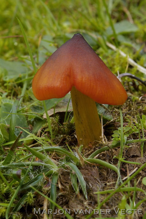 Zwartwordende wasplaat - Hygrocybe conica