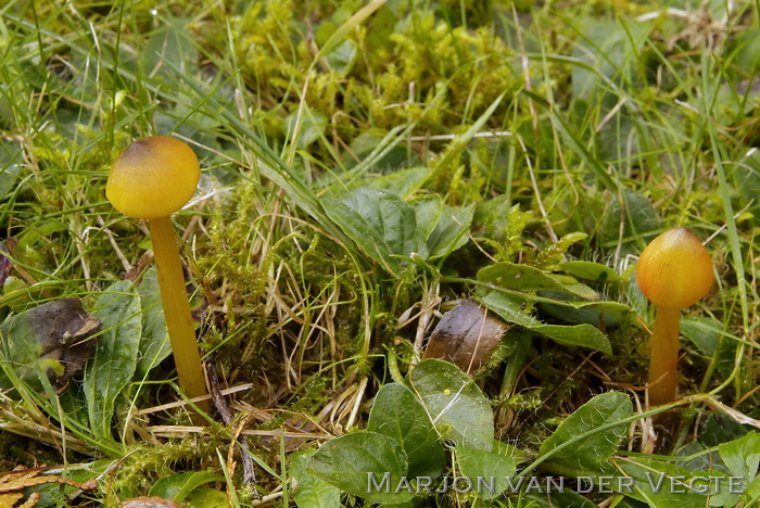 Zwartwordende wasplaat - Hygrocybe conica