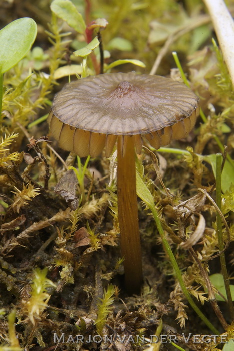 Moeraswasplaat - Hygrocybe conica car. conicopalustris