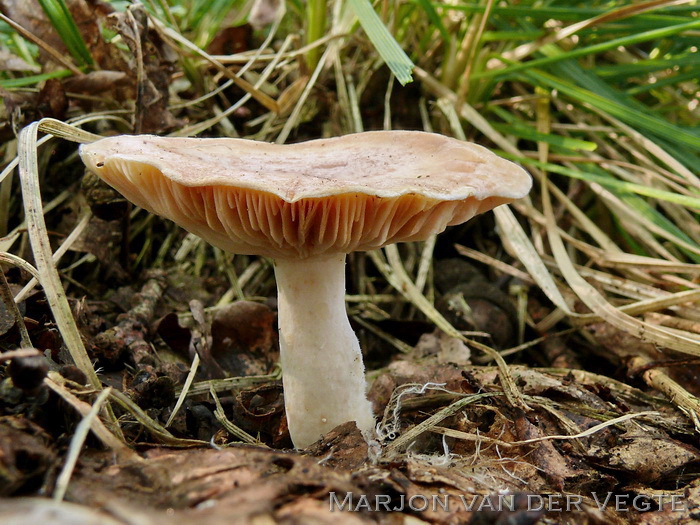 Zwavelmelkzwam - Lactarius chrysorrheus