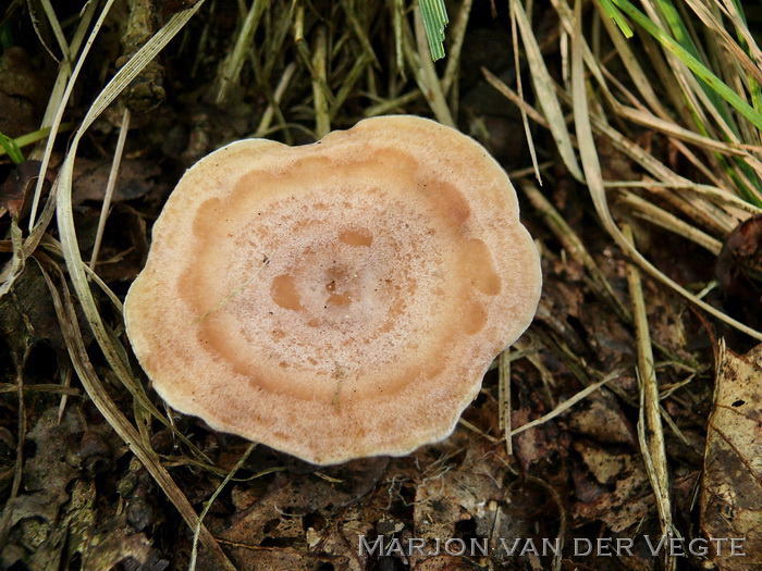 Zwavelmelkzwam - Lactarius chrysorrheus