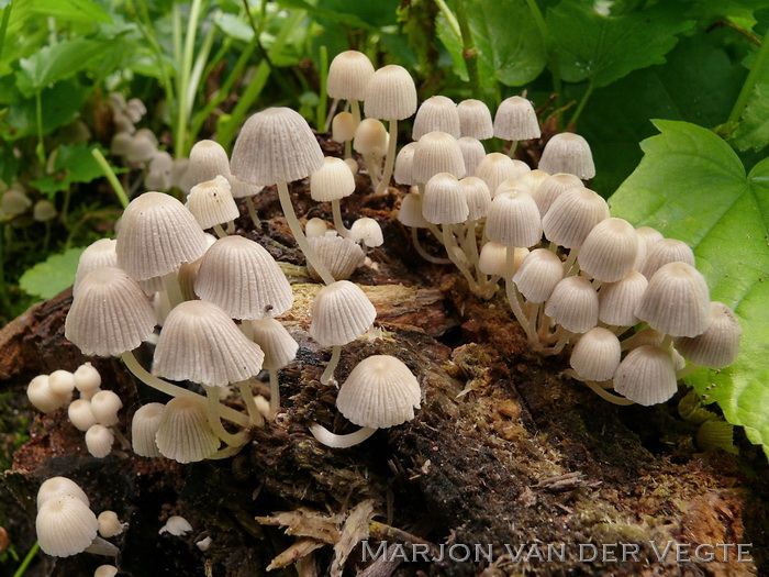 Zwerminktzwam - Coprinellus disseminatus