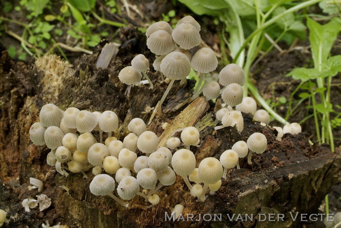 Zwerminktzwam - Coprinellus disseminatus