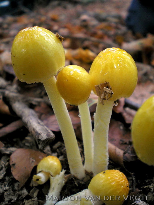 Dooiergele Mestzwam - Bolbitius vitellinus