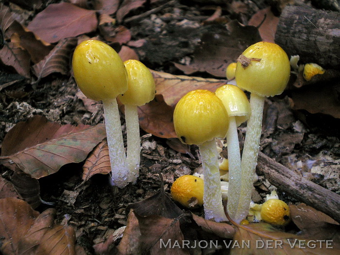 Dooiergele Mestzwam - Bolbitius vitellinus