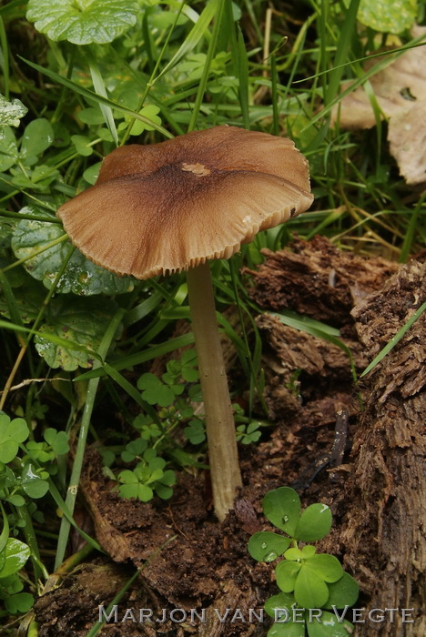 Geaderde hertenzwam - Pluteus phlebophorus