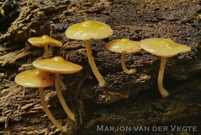 Gele aderhertenzwam - Pluteus chrysophaeus