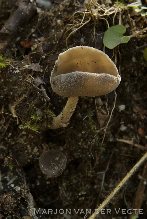 Gladstelige schotelkluifzwam - Helvella fibrosa