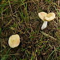 Abrikozenrussula