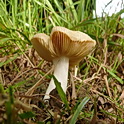 Abrikozenrussula