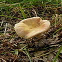 Abrikozenrussula