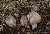 Bladhoopchampignon