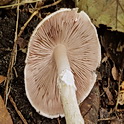 Panterchampignon