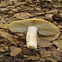 Amandelrussula