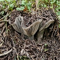 Zwartwitte russula