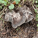 Zwartwitte russula