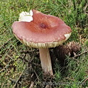 Appelrussula