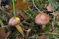 Kersrode boleet