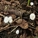 Kleine poederparasol